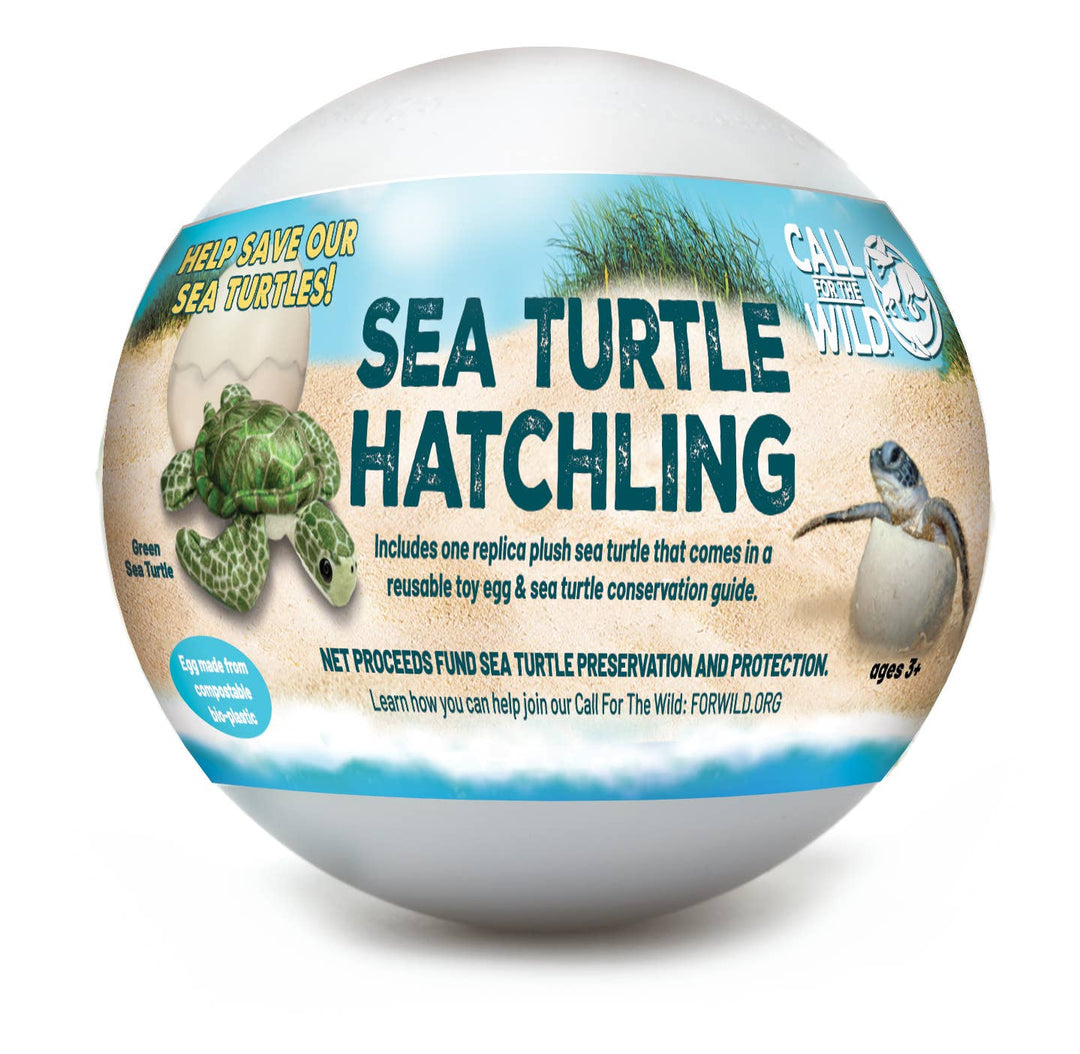 Sea Turtle Hatchling Point of Sale Display