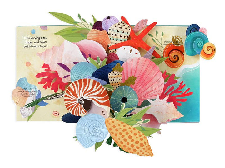 Shells: A Pop-Up Book Of Wonder - JJP127