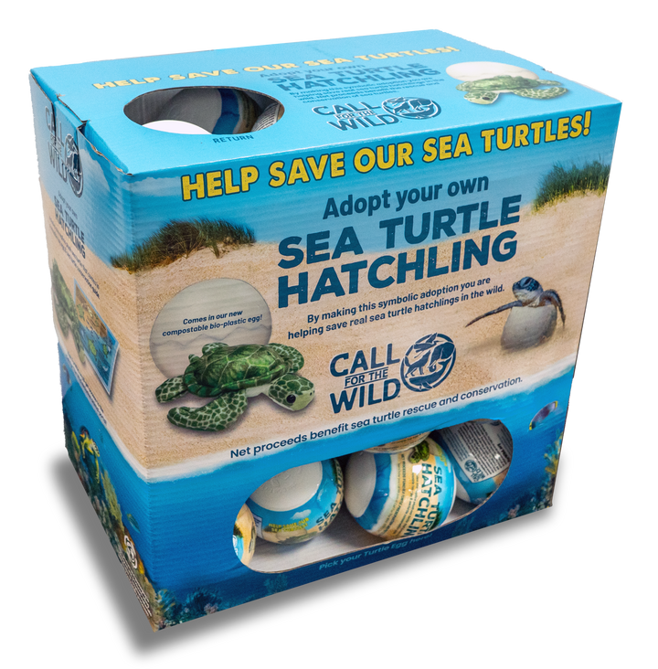 Sea Turtle Hatchling Point of Sale Display